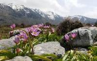 Tulipa saxatilis