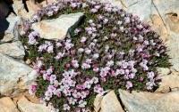 Acantholimon androsaceum