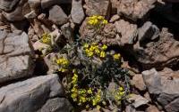 Alyssum sphacioticum