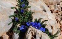 Anchusa cespitosa