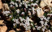 Asperula idea