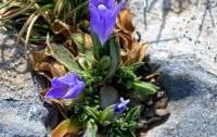 Campanula aizoides