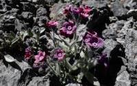 Cynoglossum sphacioticum