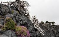Cypress in the mountains
