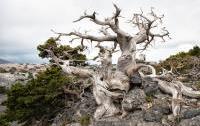 Cypress in the mountains