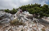 Cypress in the mountains
