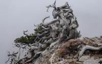 Cypress in the mountains