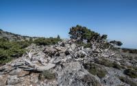 Cypress in the mountains
