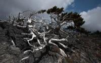 Cypress in the mountains