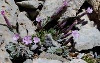 Dianthus sphacioticus