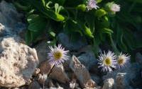 Erigeron glabratus