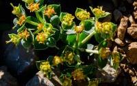 Euphorbia rechingeri
