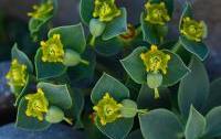 Euphorbia rechingeri