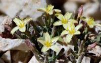 Lactuta alpestris