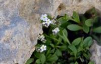 Myosotis solange