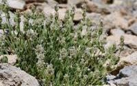 Nepeta sphaciotica