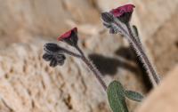 Paracaryum lithospermifolium