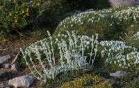 Sideritis syriaca - Malotira