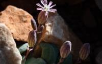 Silene variegata
